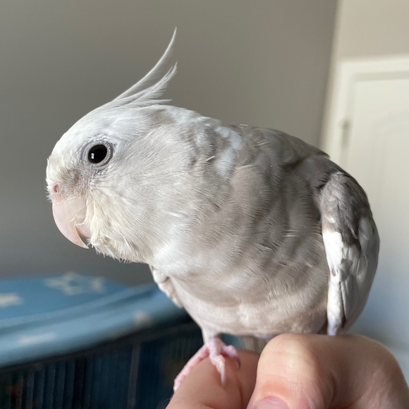 Meet your Posher, Avery - Picture 1 of 1